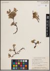 Foto von Salix cascadensis Cockerell